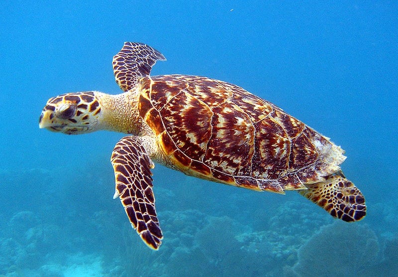 Tartaruga de Pente